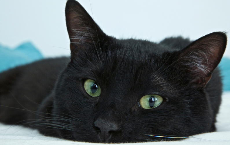 Kleine kat die ontspannen ligt, als symbool voor veiligheid en vertrouwen.