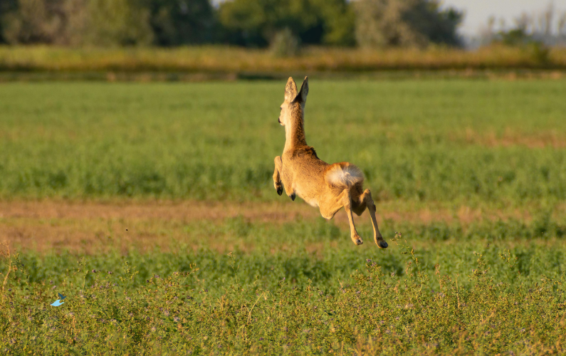 mindfulness bij perfectionisme